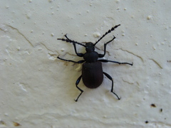 Prostenus