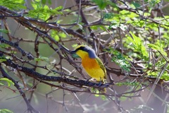 Telophorus sulfureopectus