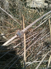 Pseudophilotes panoptes