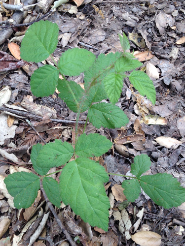 California blackberry winter