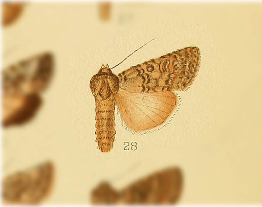 Copitarsia incommoda