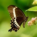 Papilio hypsicles - Photo (c) Bird Explorers, some rights reserved (CC BY-NC), uploaded by Bird Explorers