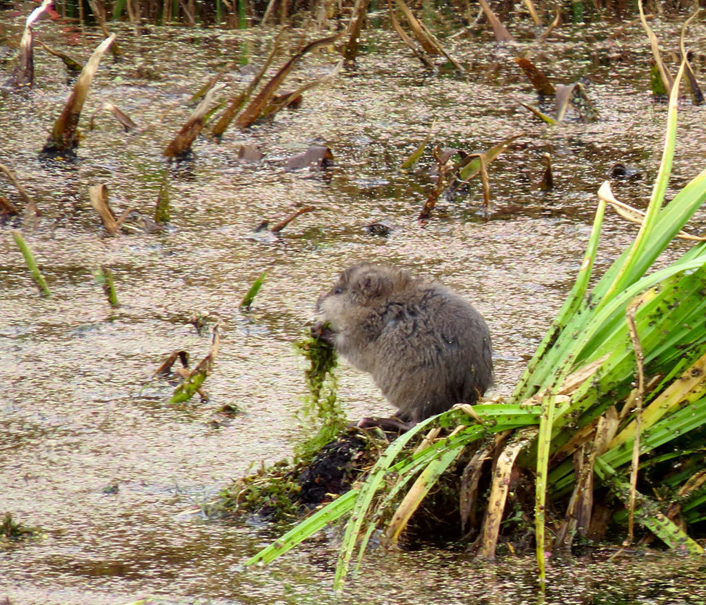 Tundra Vole (Carmacks BioBlitz) · iNaturalist