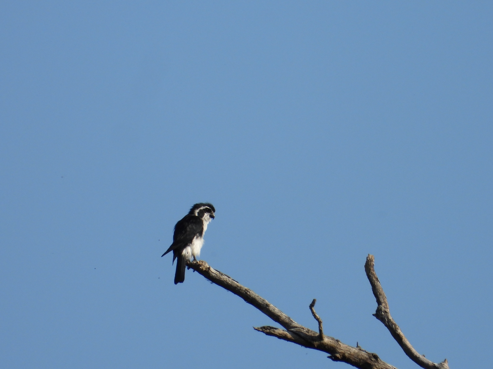 Pied Falconet (Microhierax melanoleucos), photo 4