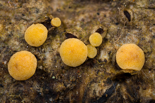 Pezicula sp. 1