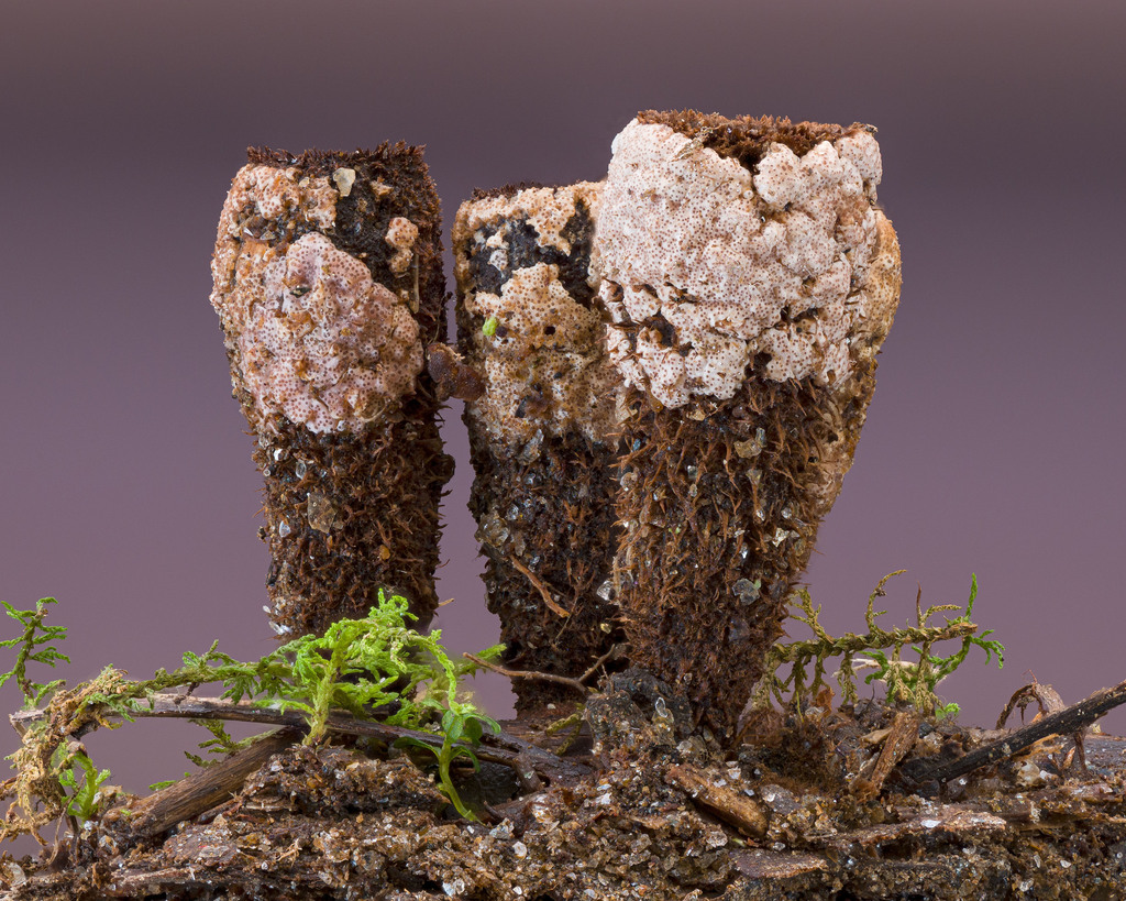 Trichoderma latizonatum