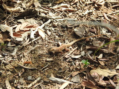 Speke’s sand lizard