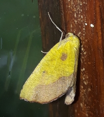 Drepanogynis cambogiaria