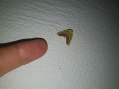 Drepanogynis cambogiaria