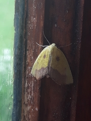 Drepanogynis cambogiaria