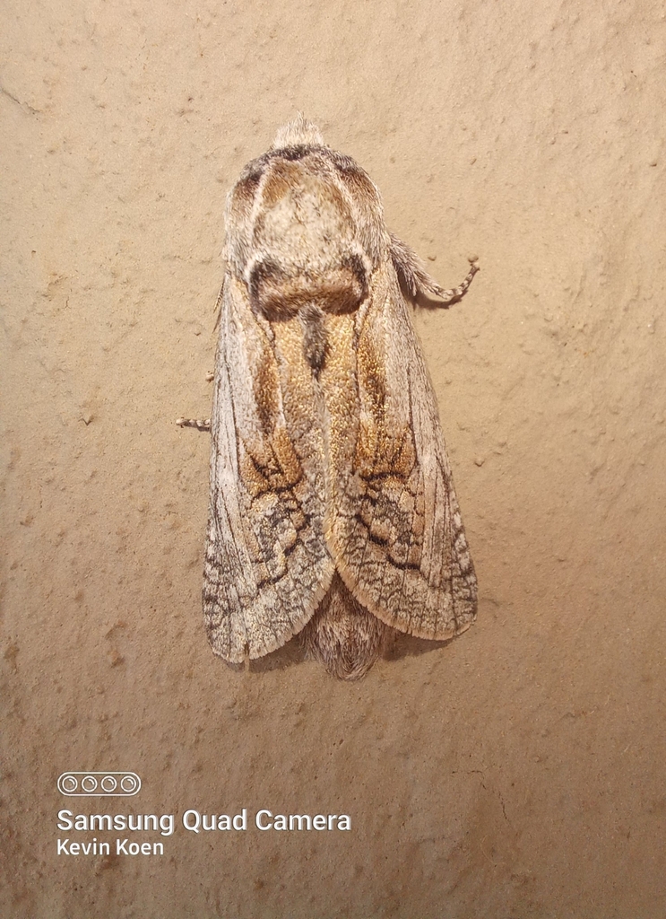 Quince Moth