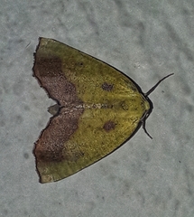 Drepanogynis cambogiaria