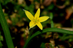 Hypoxis aurea