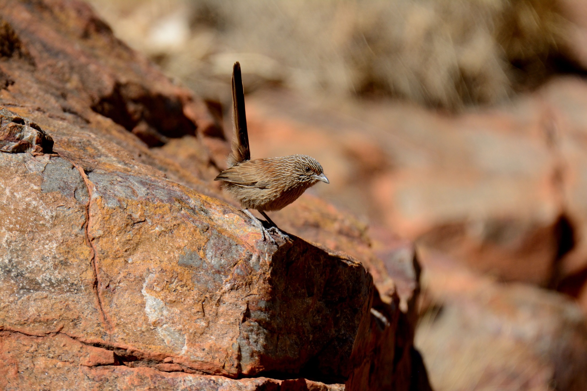 Dusky Grasswren (Amytornis purnelli), photo 5
