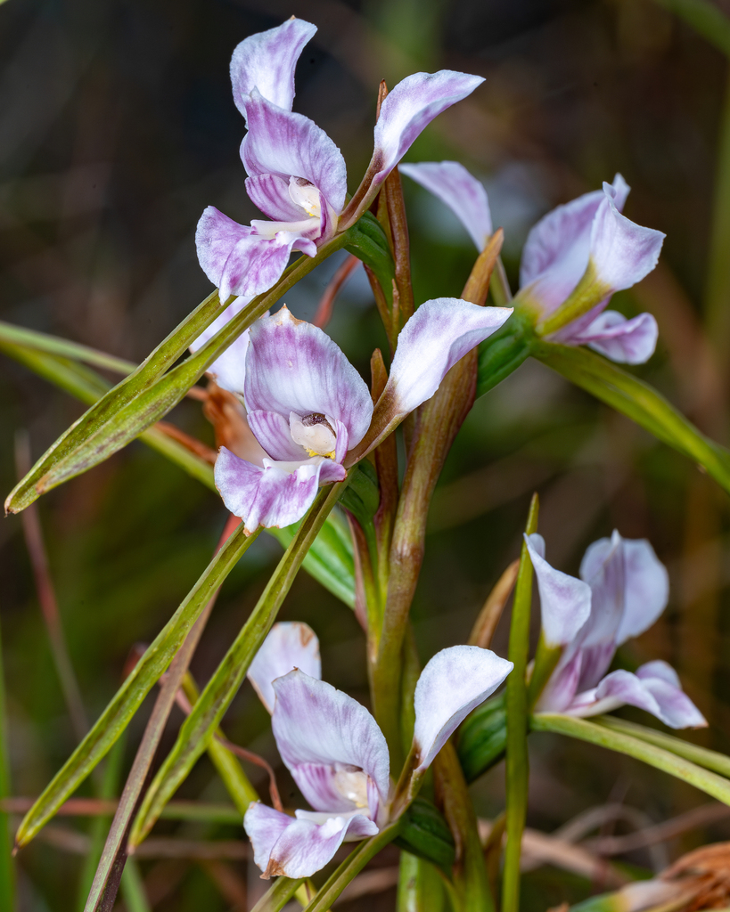 Diuris fragrantissima
