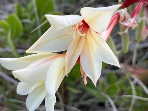 Image of Gladiolus miniatus by (c) Charleen Brunke, some rights reserved (CC BY)