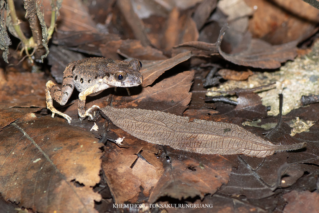 Leptobrachella sinorensis