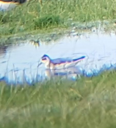 Falaropo picogrueso (Phalaropus fulicarius)