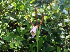 Cleistesiopsis oricamporum