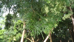 Calocedrus formosana