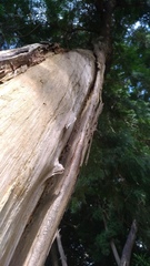 Calocedrus formosana