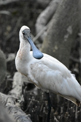 Royal Spoonbill photo 5