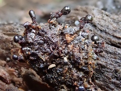 Metatrichia