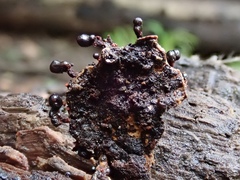 Metatrichia