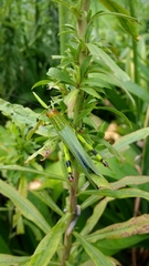 Zoniopoda tarsata