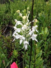 Platanthera blephariglottis conspicua