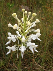 Platanthera blephariglottis conspicua