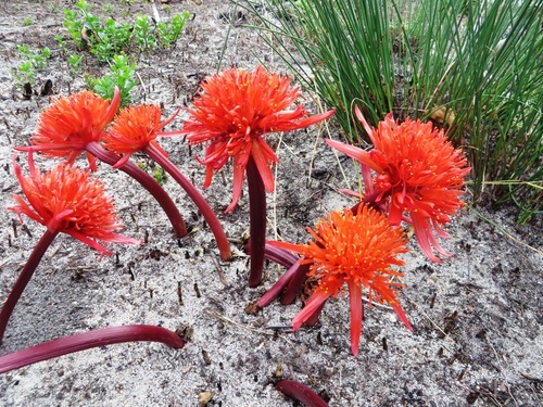 Image of Hangklip Bloodlily (Haemanthus canaliculatus) by (c) linkie, some rights reserved (CC BY)