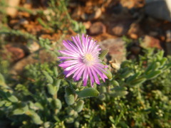 Trichodiadema setuliferum