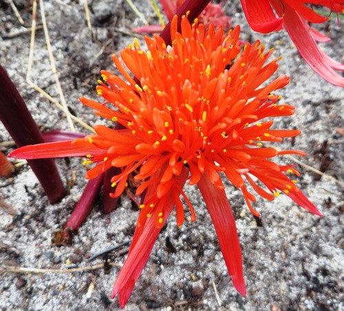 Image of Hangklip Bloodlily (Haemanthus canaliculatus) by (c) linkie, some rights reserved (CC BY)