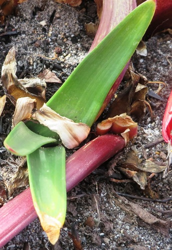 Image of Hangklip Bloodlily (Haemanthus canaliculatus) by (c) linkie, some rights reserved (CC BY)