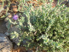 Trichodiadema setuliferum