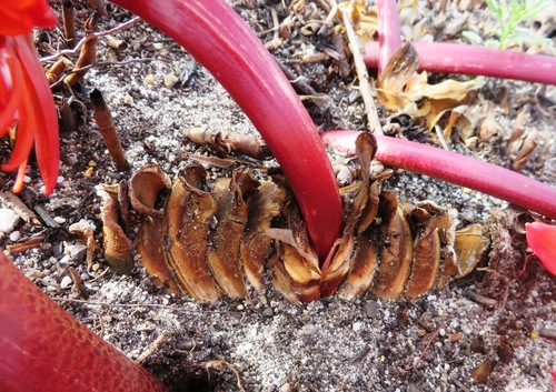 Image of Hangklip Bloodlily (Haemanthus canaliculatus) by (c) linkie, some rights reserved (CC BY)