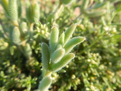 Trichodiadema setuliferum