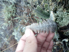 Pleopeltis bombycina