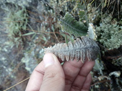 Pleopeltis bombycina