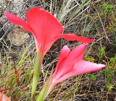 Gladiolus carmineus