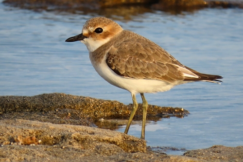 Chorlitejo mongol grande (Charadrius leschenaultii)