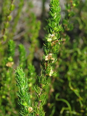 Cliffortia subsetacea