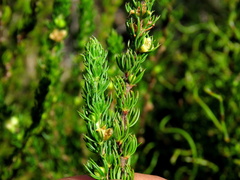 Cliffortia subsetacea