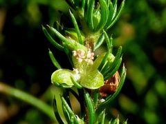 Cliffortia subsetacea