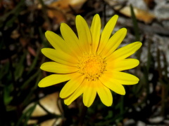 Ursinia tenuifolia