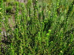 Cliffortia subsetacea