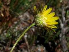 Ursinia tenuifolia