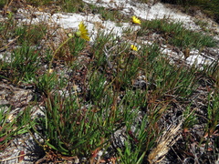 Ursinia tenuifolia