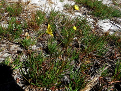 Ursinia tenuifolia
